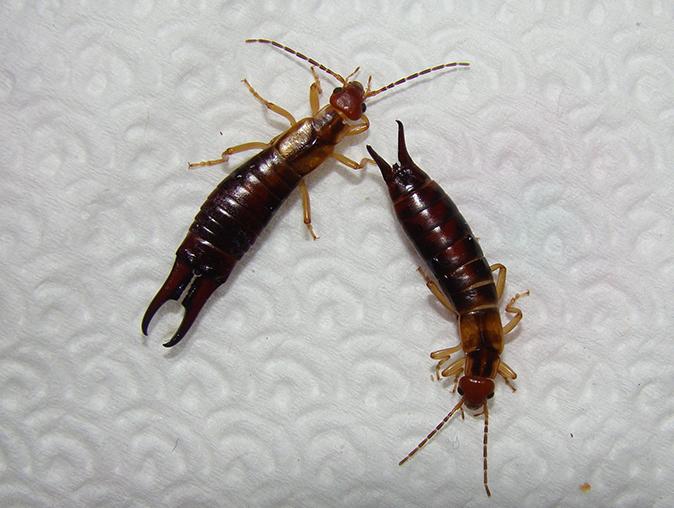 Learn More About Earwigs earwig in new jersey crawling on tree