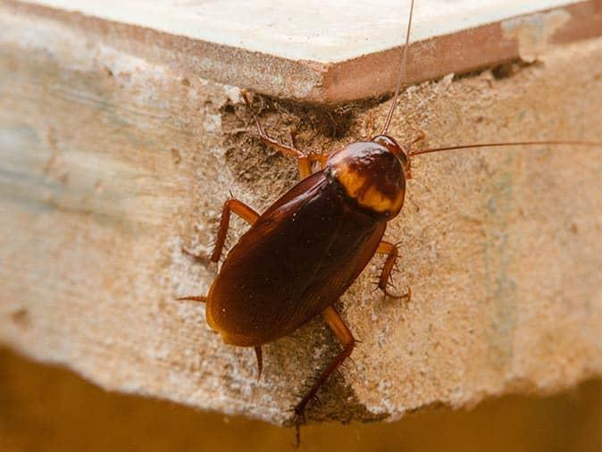 cockroach on the corner of a new jersey kitchen table