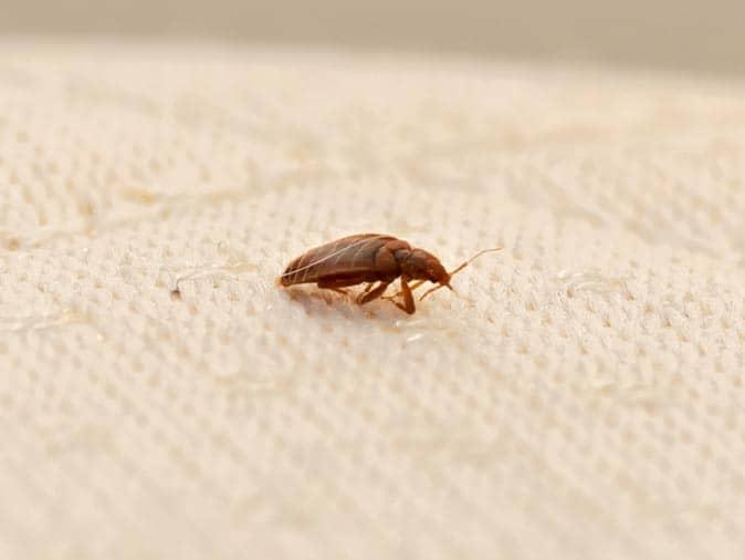 bed bug removal service