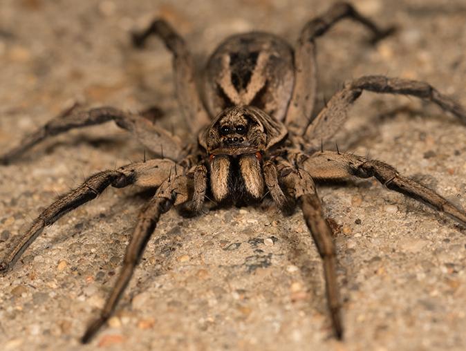 Spider Prevention Tips & Information On How To Keep Them Out Of Your New Jersey Home spider on a new jersey home floor