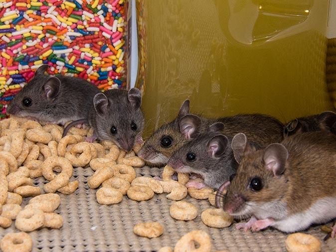Mice Infestations In NJ May Be Worse Than You Think house mice in new jersey eating food in pantry