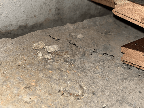 odorous house ants crawling in bergen county basement