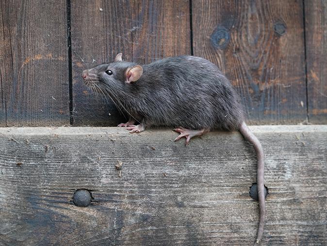 Learn More About Types Of Rodents In New Jersey house mouse outside a nj home feeding on seed