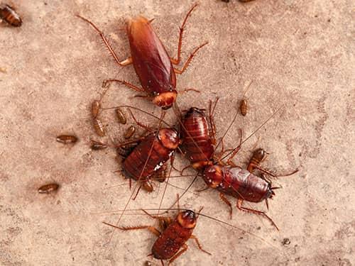 roaches on kitchen floor of paramus nj home