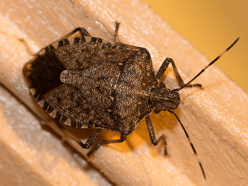 Stink Bug Activity In New Jersey stink bug in yardsville, nj