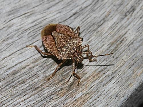 stink bug on an outdoor chair on a north bergen nj deck