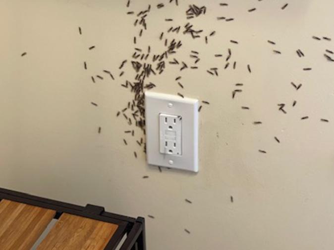 Learn More About WDIR Reports In New Jersey termites coming out of the wall