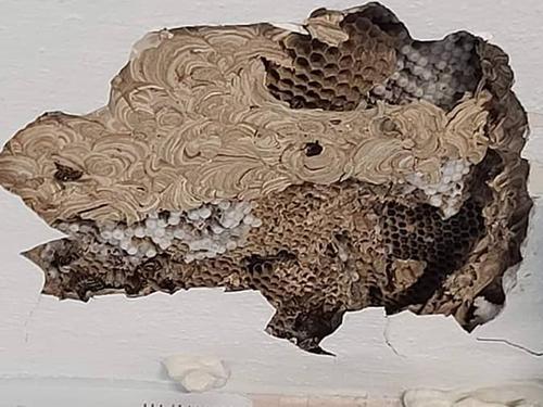 wasp nest that has broken through wall of new jersey home