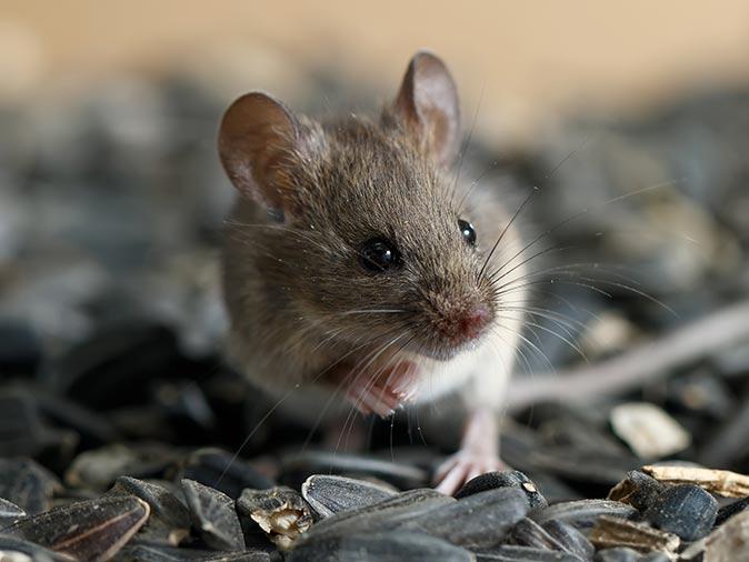 Reduce The Risk Of Rodents In Your Home This Winter a house mouse outside a new jersey home