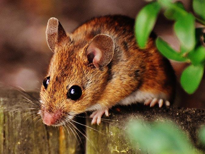 deer mouse house mouse