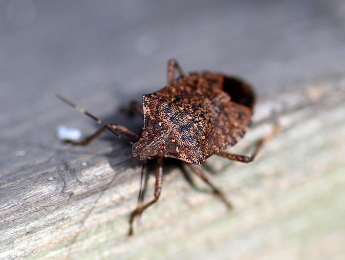 Stink Bug Season In New Jersey stink bug crawling on maplewood, nj home