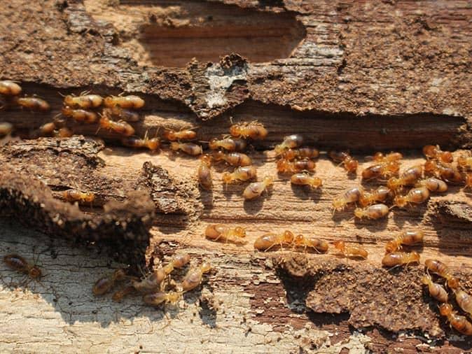 termites infesting a wooden structure in a new jersey home