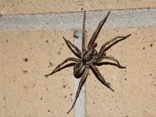 wolf spider in union county, new jersey