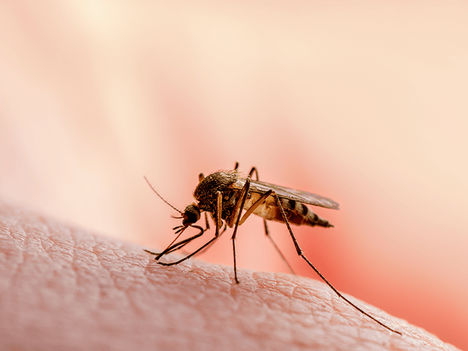 west nile virus carrying mosquito outside of a new jersey home