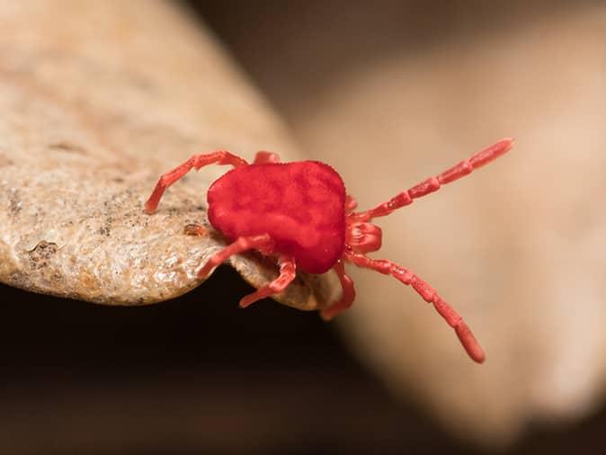 facts-and-information-about-clover-mites-should-i-be-concerned