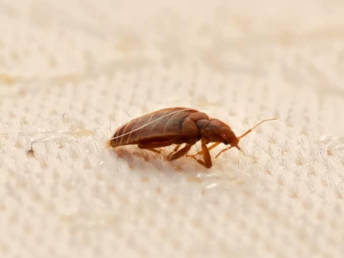 bed bug crawling on a mattress