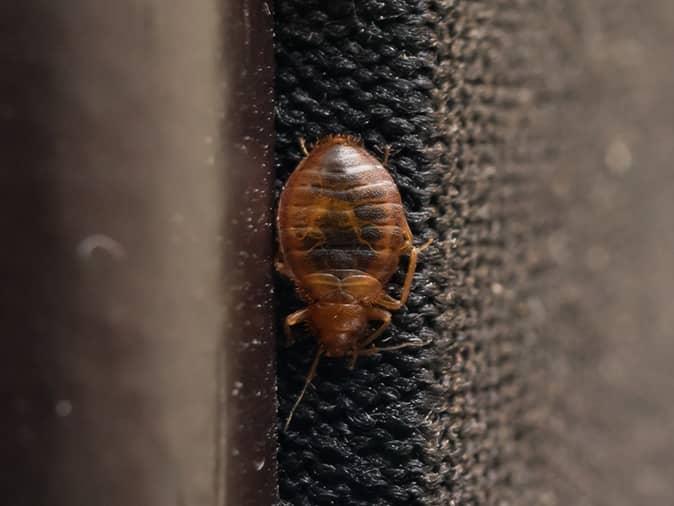 bed bug crawling on a homeowners headboard in new jersey bedroom