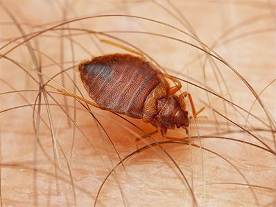 bed bug crawling on homeowner after finding its way into a new jersey home
