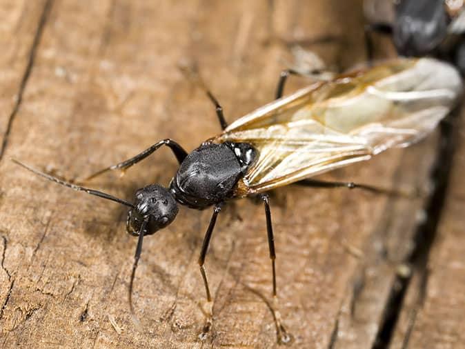carpenter ant with wings inside a saddle brook home