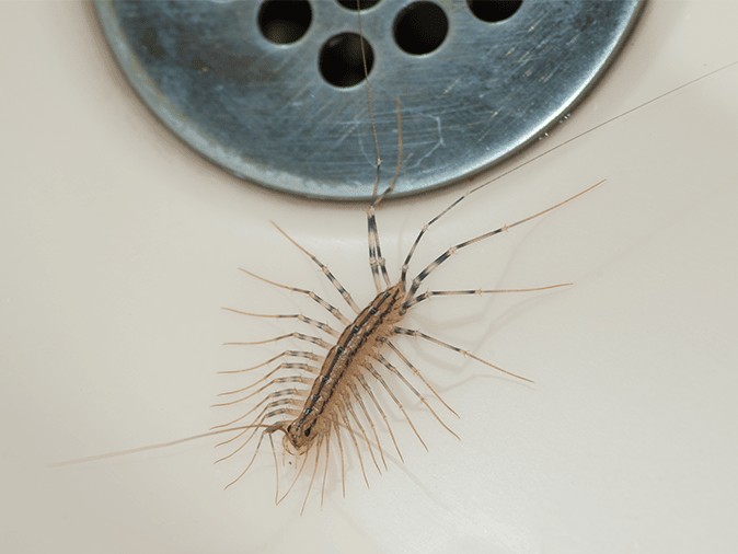 centipede looking for food in new jersey kitchen