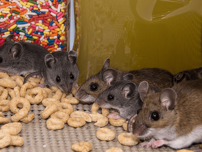 group of mice in a new jersey's home kitchen pantry