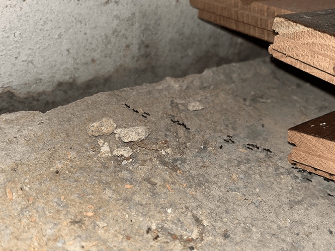 Real Odorous House Ant Infestation Inside A New Jersey Home odorous house inside new jersey home