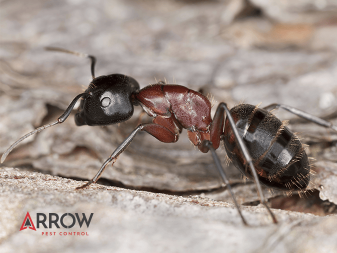 carpenter ant foraging in new jersey