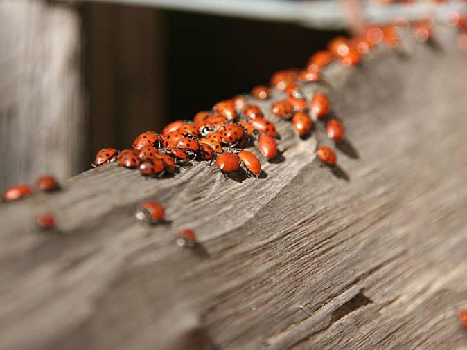 lady bugs crawling on house in paramus nj