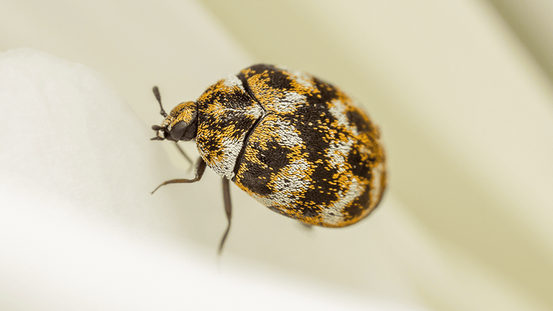 carpet beetle in nj home