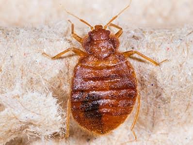 Bed Bug Exterminator New Jersey