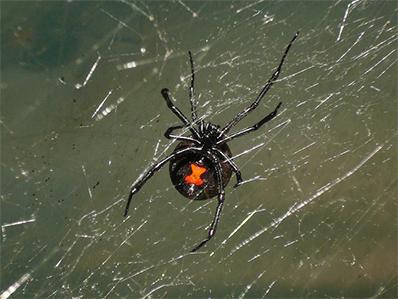 black widow spider hanging from its web in a new jersey basement