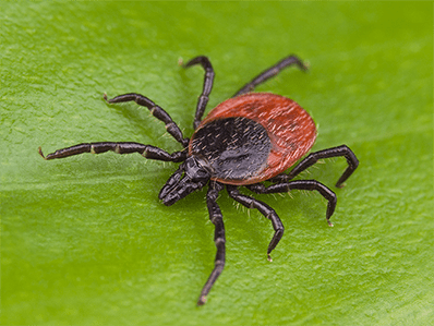 deer tick waiting on the edge of nj home property for host to walk by