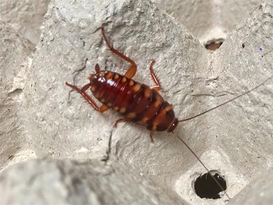 brownbanded cockroach in a saddle river nj home