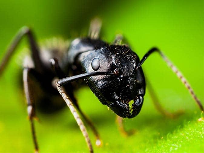 carpenter ant leading colony to new jersey home
