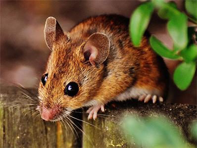 mouse looking for a way inside a new jersey home