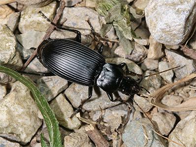 ground beetle outside new jersey home entry way