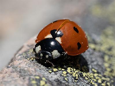 lady bug on a rock outside a woodcliff lake new jersey home