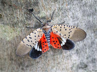 lantern fly on a tree trunk outside new jersey