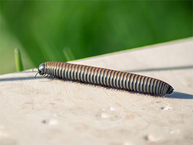 millipede on a porch railing outside new jersey home