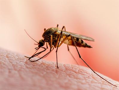 mosquito feeding on human blood