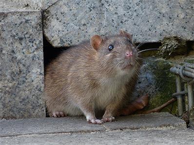 norway rat underneath a paramus home's granite foundation