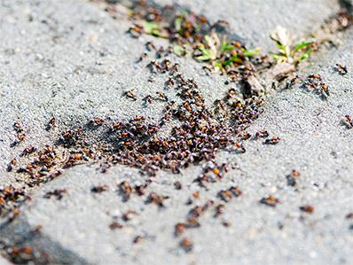 pavement ant cluster on new jersey driveway outside garage door