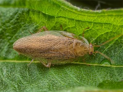 pennsylvania wood cockroach on a leaf outside new jersey home