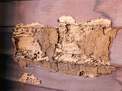 termite control expert preparing to treat a new jersey home for termites
