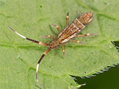 springtail on a leaf outside new jersey home