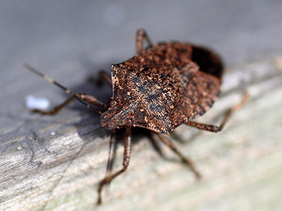 stink bug on a window looking to get inside a new jersey house