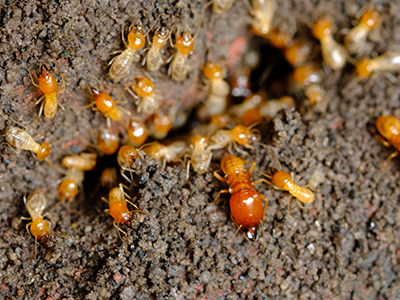 termites inside a new jersey basement establishing colony
