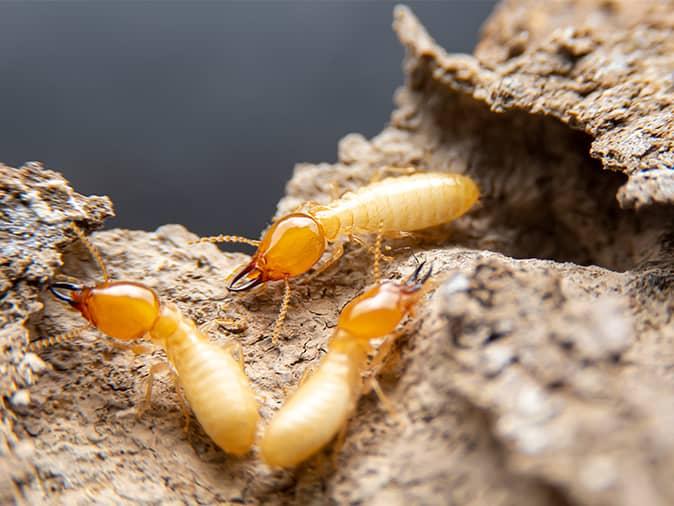 termites outside a new jersey home