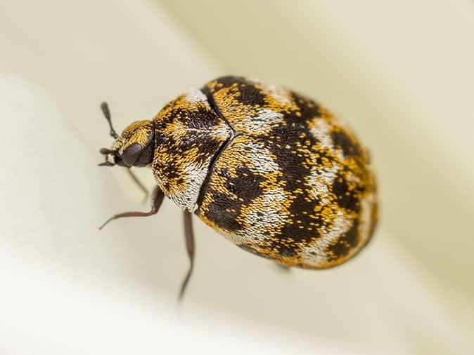 carpet beetle larvae in a new jersey homes bathroom