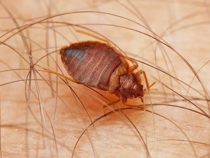 bed bug crawling on a new jersey homeowners arm in the middle of the night
